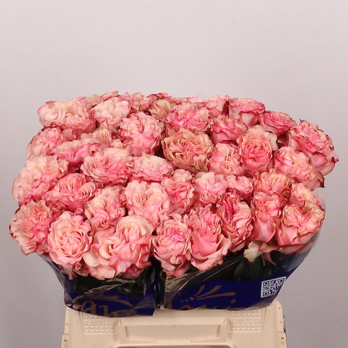 <h4>R GR COUNTRY CANDY</h4>