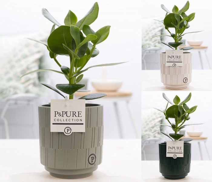 <h4>Clusia Rosea Princess in P&PURE Tess 2 cer. ass.3</h4>