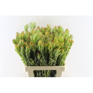 Leucad Procerum Spray