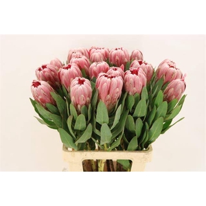 PROTEA CARNIVAL