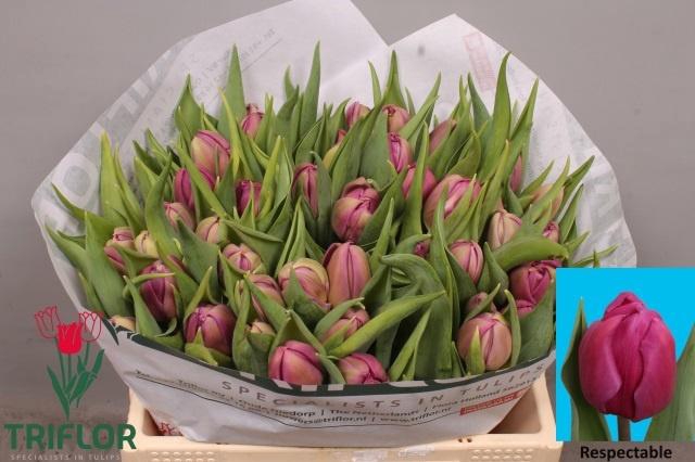 <h4>TU DU RESPECTABLE</h4>