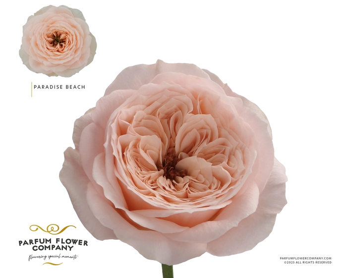 <h4>Rosa Garden Paradise Beach</h4>