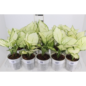 AGLAONEMA WHITE JOY P12