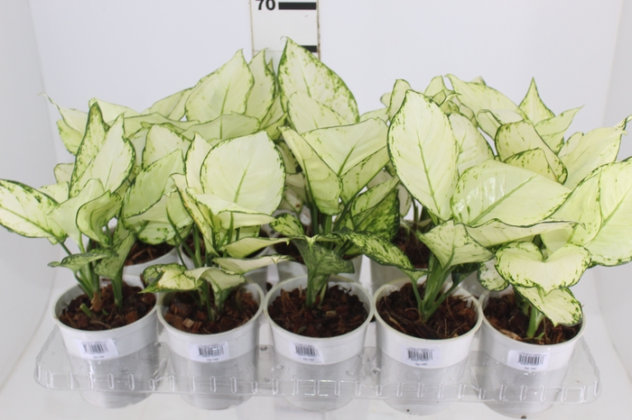 <h4>AGLAONEMA WHITE JOY P12</h4>