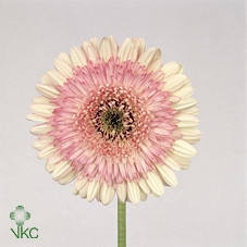 EUPHOR PULCHERRIM OV