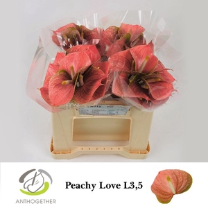 ANTH A PEACHY LOVE 40 L3,5