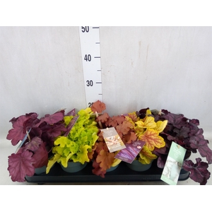 Heuchera  'Indian Summer'   ...mix