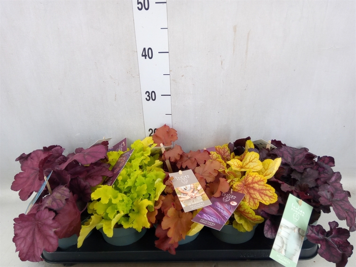 <h4>Heuchera  'Indian Summer'   ...mix</h4>