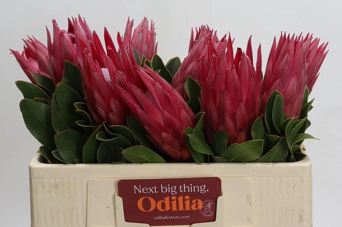 <h4>PROTEA CY MADIBA</h4>