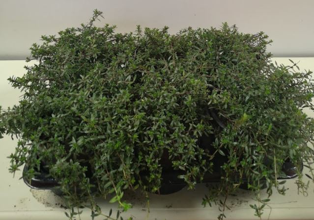 Satureja montana