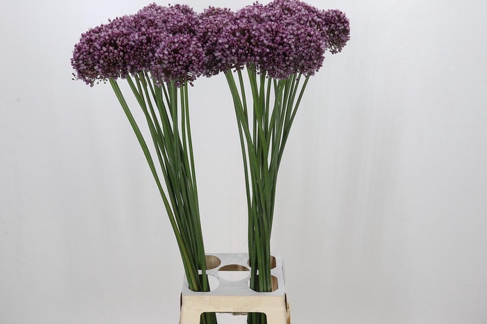 <h4>Allium Purple Mystery</h4>