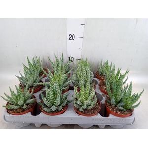 Aloe humilis