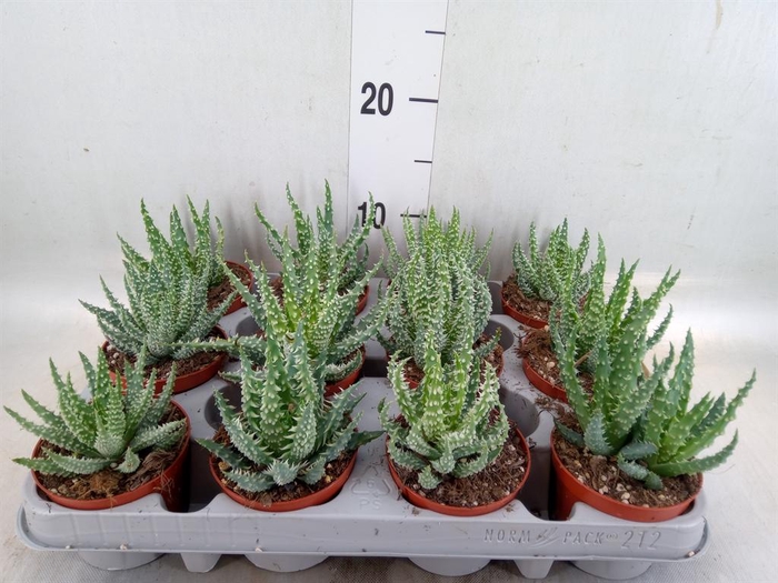 <h4>Aloe humilis</h4>