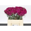 Dianthus Br Amazon Neon Cherry