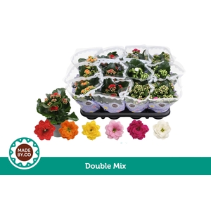 Kalanchoë Double Mix