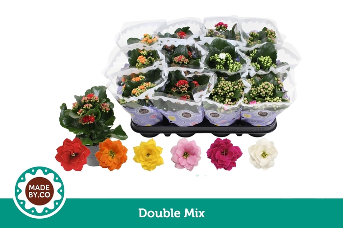 <h4>Kalanchoë Double Mix</h4>