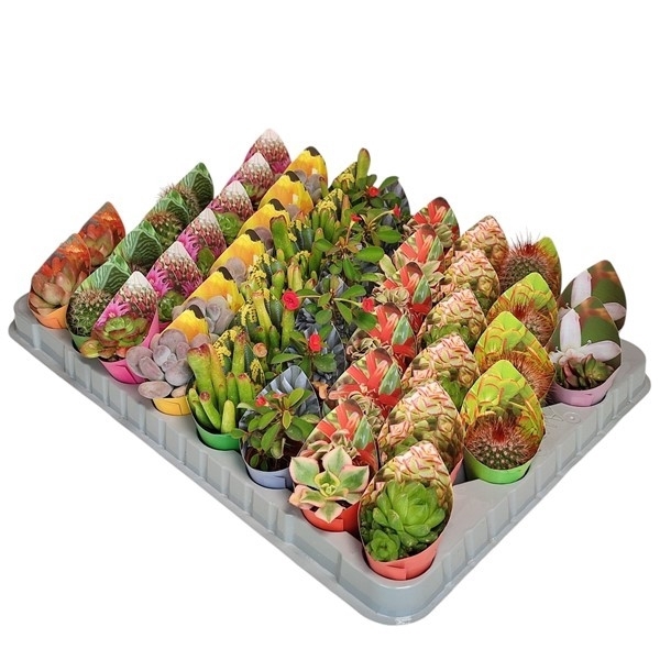 <h4>MIX CACTUS AND SUCCULENTS WITH POT COVER Ø 3,5 - 48 PCS (CACTUS EN SUCCULENTEN)</h4>