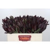 Leucadendron Saf Sunset Dark R.