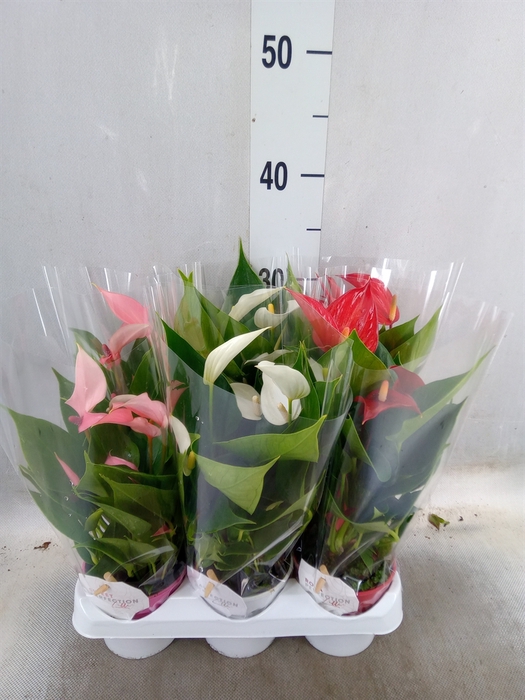 <h4>Anthurium   ...mix</h4>