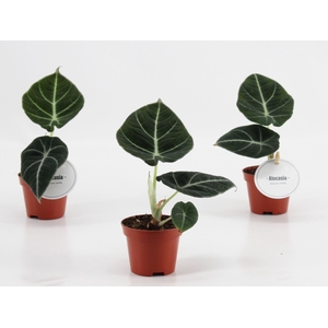 Alocasia Black Velvet