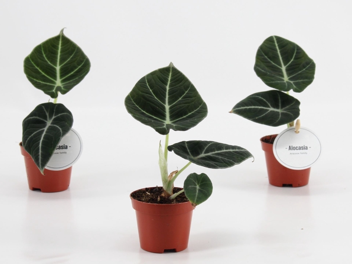 <h4>Alocasia Black Velvet</h4>