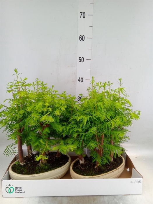 <h4>Bonsai   ...</h4>