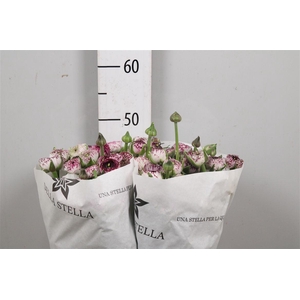 Ran El. White Stripes