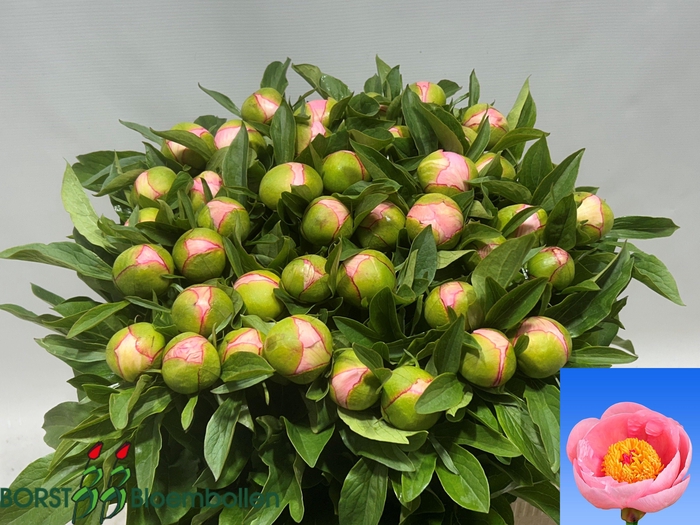<h4>PAEO S SALMON SAUCER</h4>