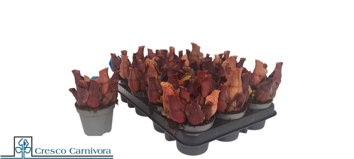 <h4>SARRACENIA OV</h4>