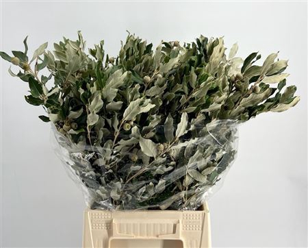 <h4>Steeneik Leaves P Bunch</h4>