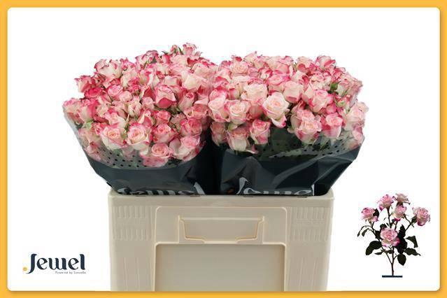 <h4>R TR REFLEX</h4>