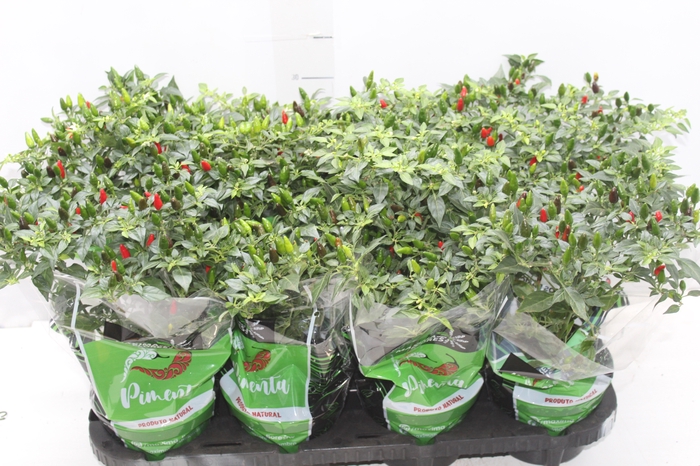 <h4>PIMENTA MALAGUETINHA P14</h4>