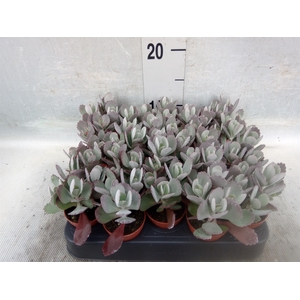 Kalanchoe NF pumila