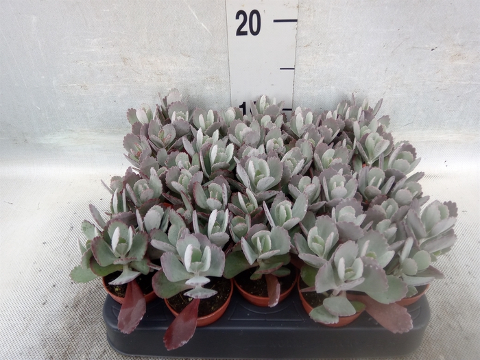 Kalanchoe NF pumila