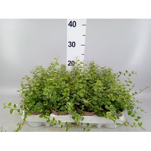 Ficus pumila 'White Sunny'