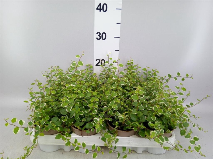<h4>Ficus pumila 'White Sunny'</h4>