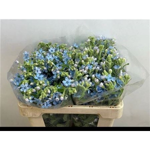 Oxy Co Tan Pure Blu