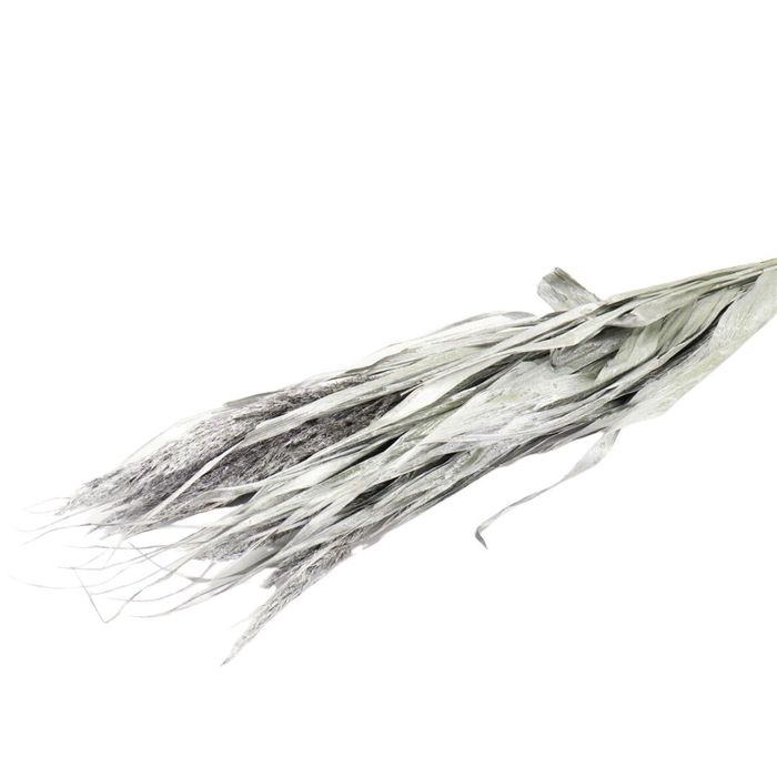 <h4>Dried flowers Ornamental grass 70cm</h4>