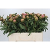 Paeonia Jacorma