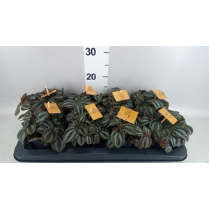 Pilea  'Norfolk'