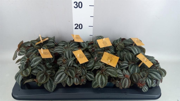 <h4>Pilea  'Norfolk'</h4>