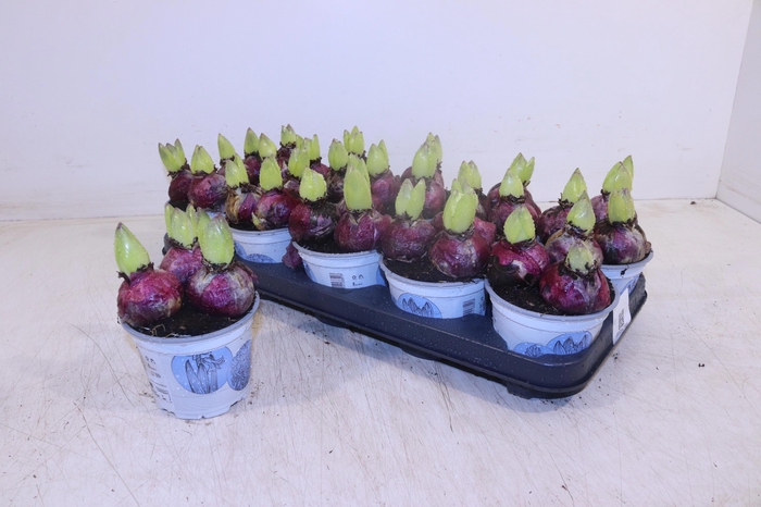 <h4>HYACIN DELFT BLUE</h4>