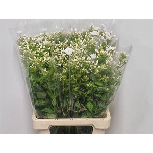 PHLOX P DANIELLE