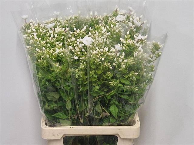 <h4>PHLOX P DANIELLE</h4>