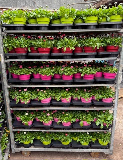 <h4>BELLIS P MIXK</h4>