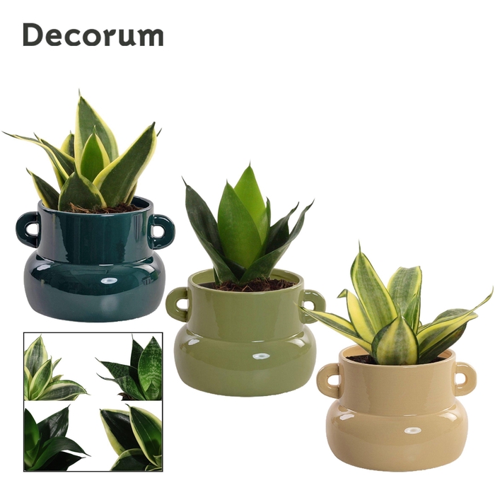 <h4>Sansevieria Hahnii 9 cm Mix in Lucy (Top blend-collection)</h4>