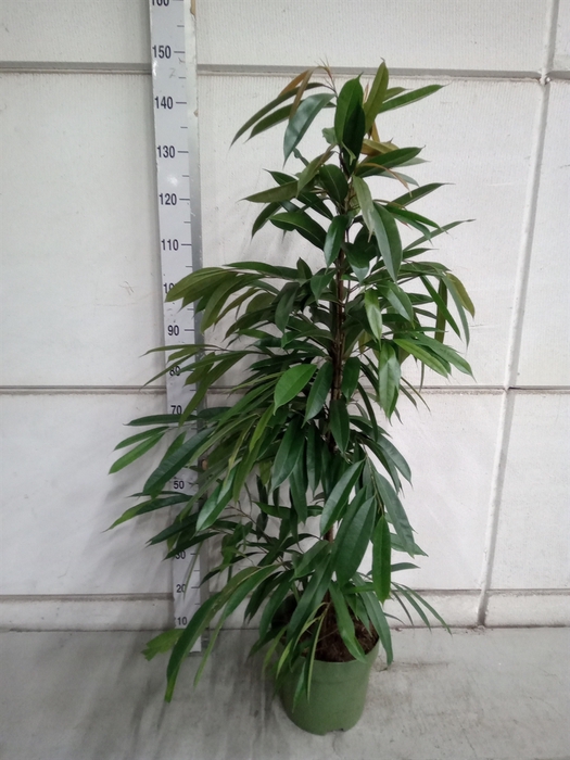 <h4>Ficus binn. 'Amstel King'</h4>