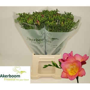 Freesia enk Wonderful Pink