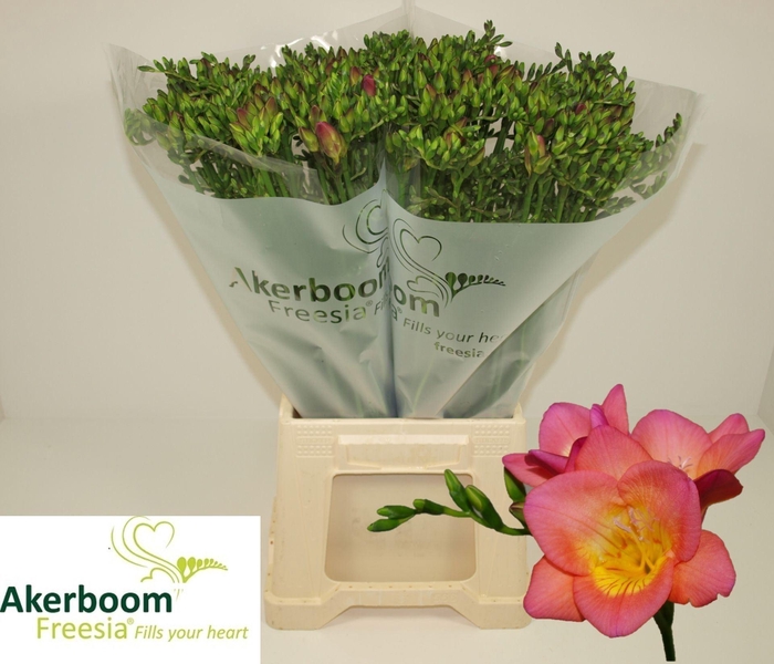 <h4>Freesia enk Wonderful Pink</h4>