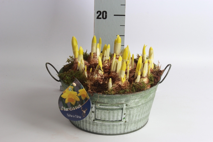 <h4>ARR N TETE A TETE</h4>